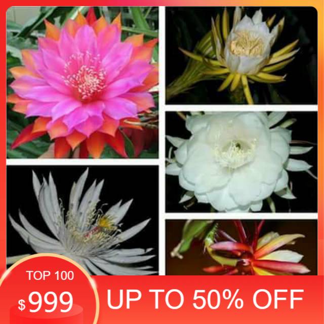 Paket 5 Bunga Wijaya Kusuma - Wijaya Kusuma Merah - Tanaman Wijaya Kusuma - Bibit