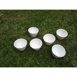 Harga Terbaik POT  BUNGA KEMBANG  TAWON PUTIH  12CM 12 CM 