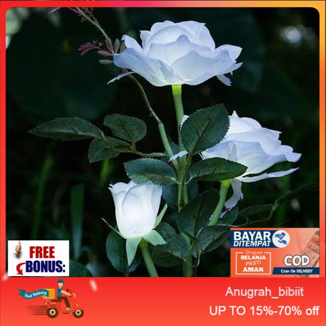 Bibit mawar putih