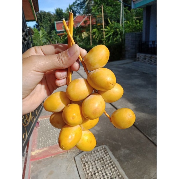 

KURMA MUDA PROMIL/KURMA MUDA BARHEE KUNING