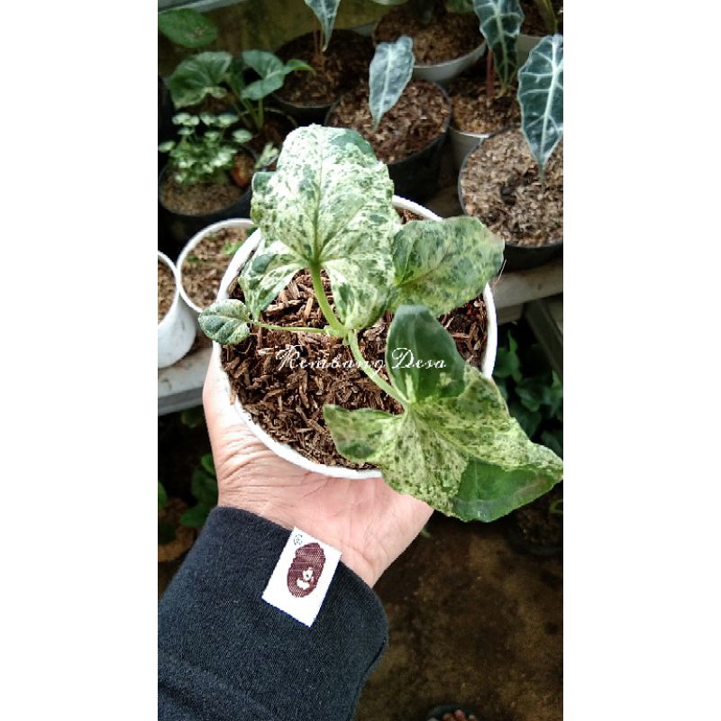 Tanaman Hias Syngonium Mojito Singonium Mojito