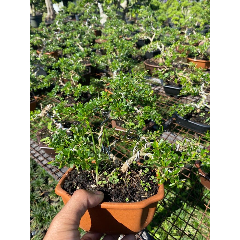 Bonsai Saeng Simbur micro Vietnam / ss / ssmv Siap Pajang