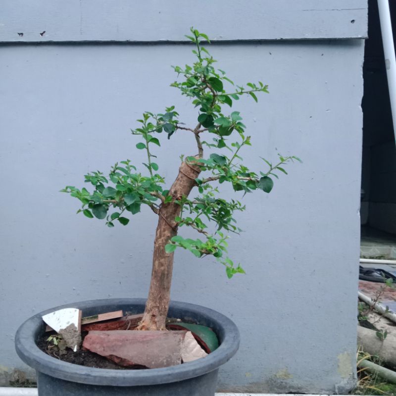 BONSAI SISIR KALIAGE SUBUR