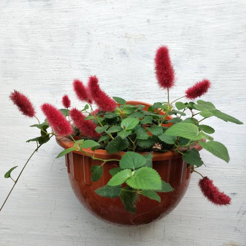 bibit bunga ekor kucing (Acalypha hispida) -Tanaman Hias Ekor Kucing Gantung Berbunga - BAKUL KEMBANG