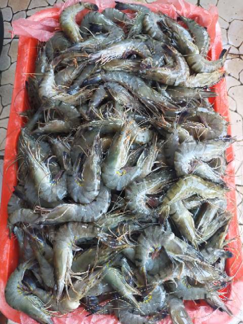 Udang Vanamie size 30-35