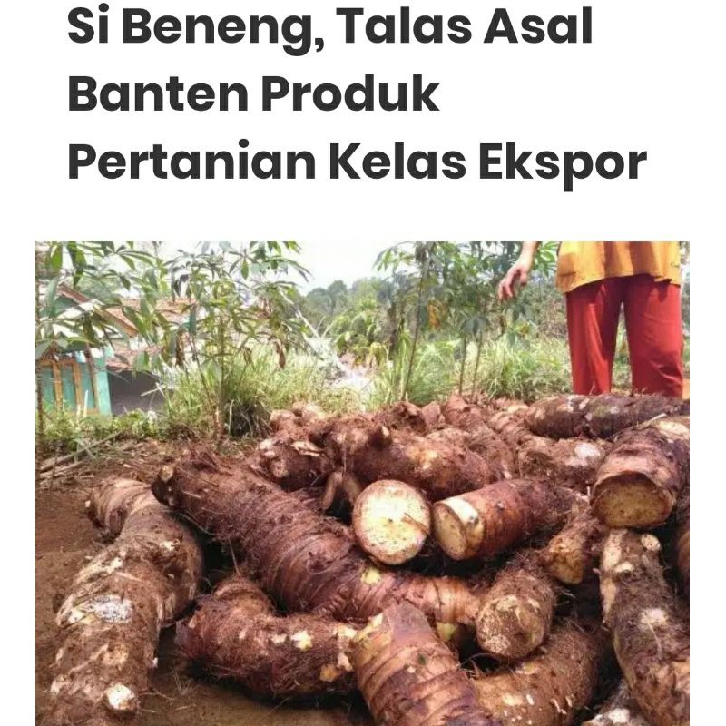 Jual TALAS BENENG 1KG UMBI TALAS BENENG BISA UNTUK BIBIT BENENG / UMBI