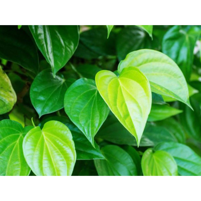 

Daun Sirih per lembar