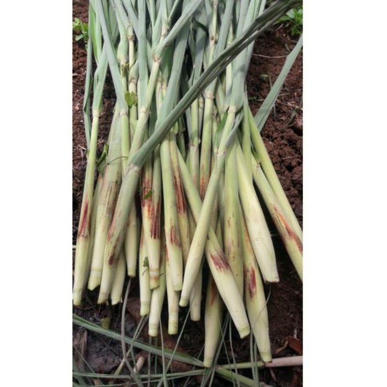 

BEST RATING Terubuk turubuk telu tebu telur tebo 500g 3286 ウ