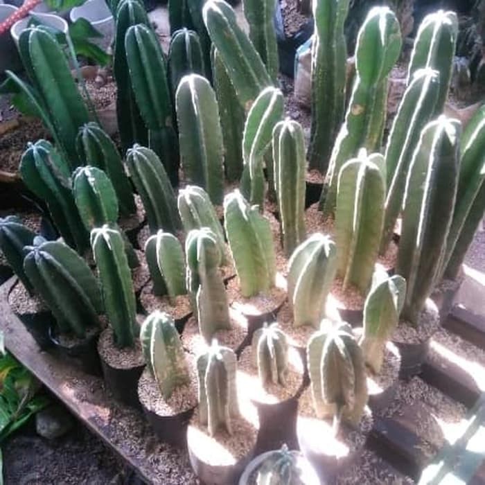 tanaman kaktus koboy - kaktus koboy