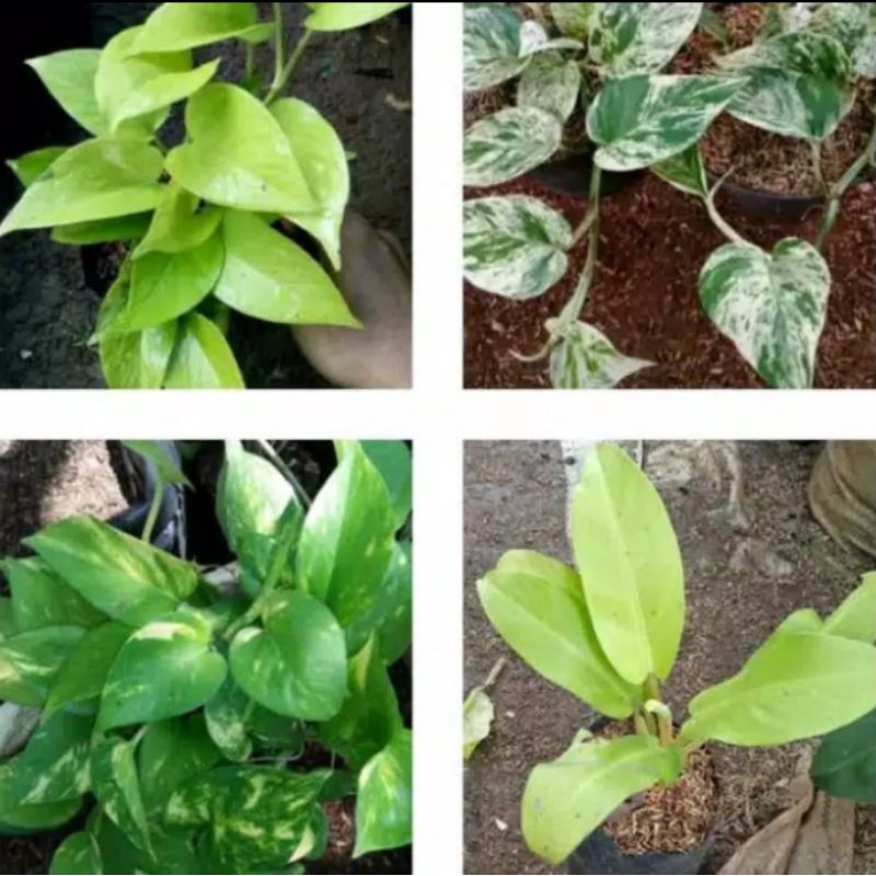 Terlaris!! Paket 4 Jenis Tanaman Sirih Gading