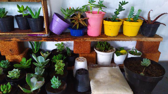 Kaktus Sukulen Paket 50 Pohon Bonus 50 Pot