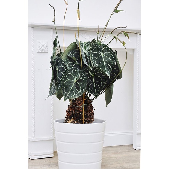 anthurium clarinervium/anthurium/kuping gajah karet/kuping gajah