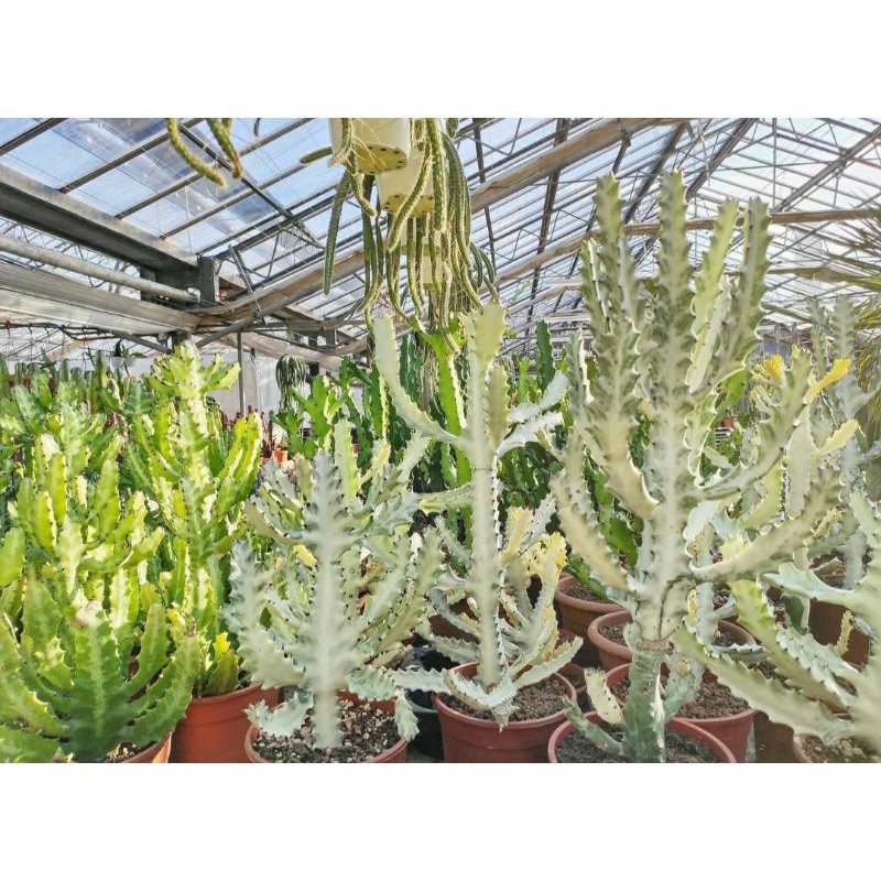 kaktus euphorbia lactea variegata