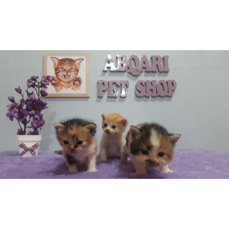 Kucing Kitten Persia Medium