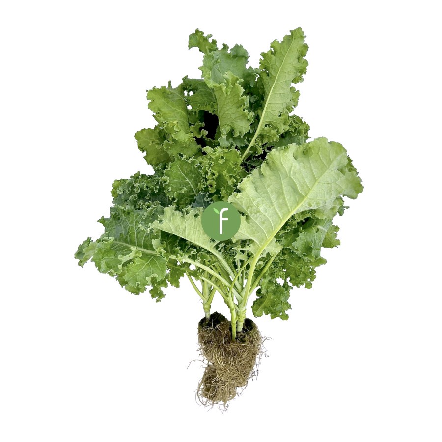 

Sayur Kale Keriting Hidroponik | Fresh Hydroponic Curly Kale