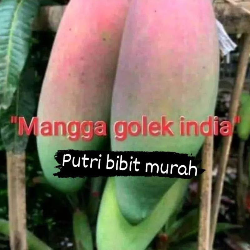 

mangga golek india