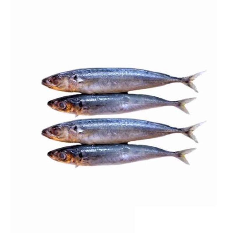 

Ikan Dencis Fresh (ikan segar)