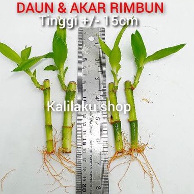 tanaman Aquascape bambu hoki/batang bambu hoki/tanaman aquarium/tanaman air/tanaman hias meja