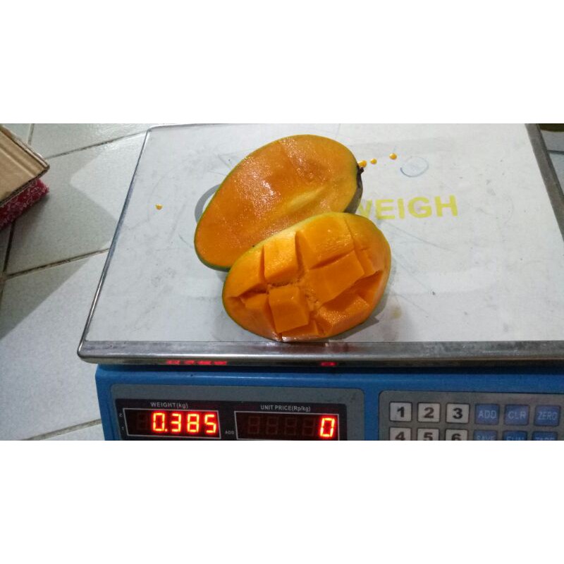 

Mangga Alpukat Matang Pohon