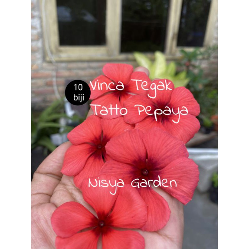 VincaTatto pepaya