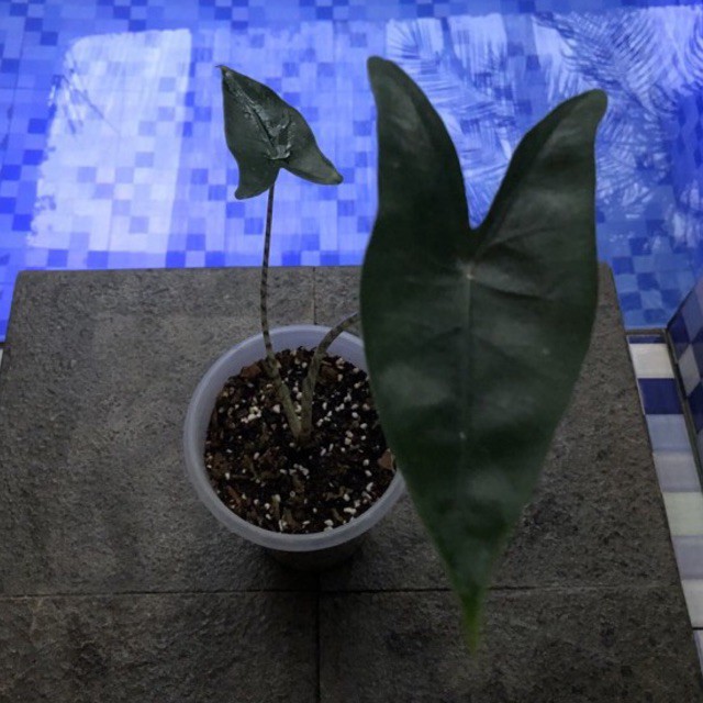 alocasia zebrina