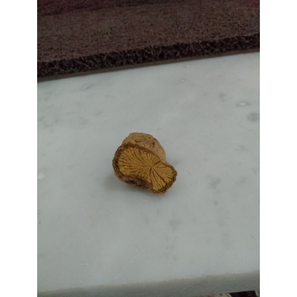 

BAJAKAH AKAR KUNING