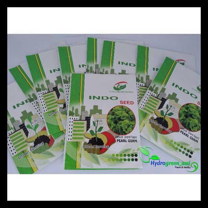 PASTI READY BENIH SELADA / LETTUCE GRAND RAPID PEARL GERM ENZA ZADEN