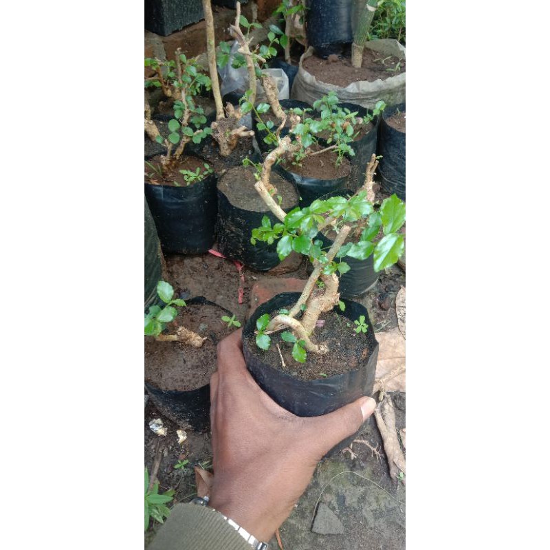 BAHAN BONSAI MAME SERUT