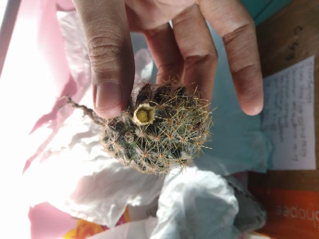 Kaktus Dan Sekulen ( Minimal 30 Packs )