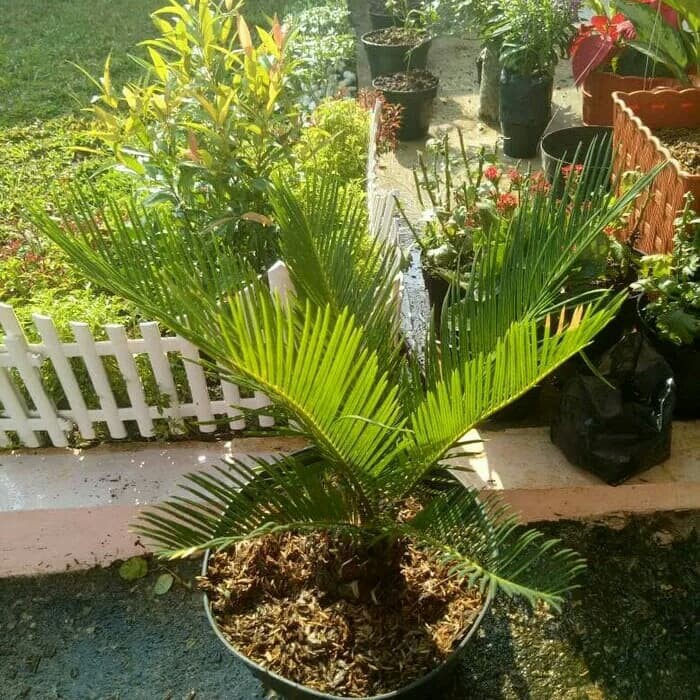 pohon sikas | tanaman sikas | palem sikas | sikas anakan