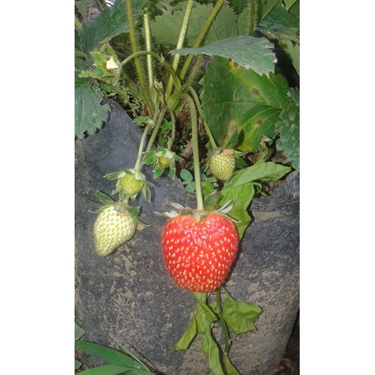 Tanaman Bibit Buah Strawberry Stroberi California (Sudah Berbuah) -  bibit strawberry - California Jumbo Termurah