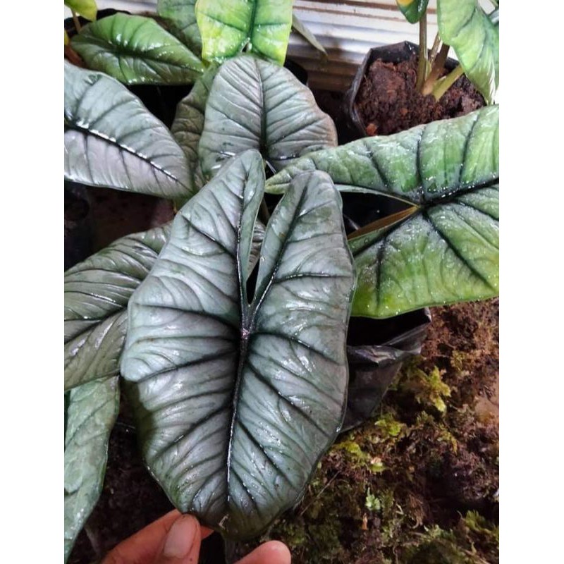 UMBI/BONGGOL Murah alocasia Bisma silver bonggol/perbatang