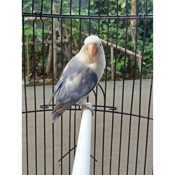 Burung Lovebird Blue Series