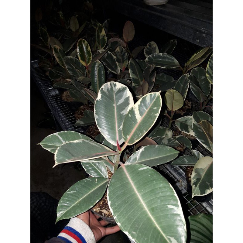 ficus variegata