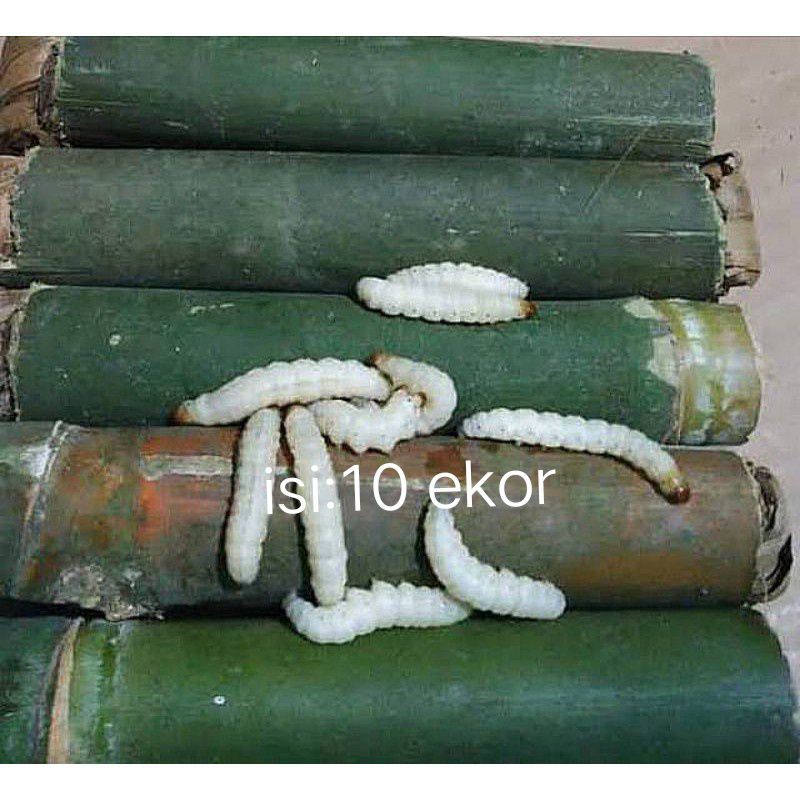 cangcilung ulat bambu umpan mancing ikan/1 pcs