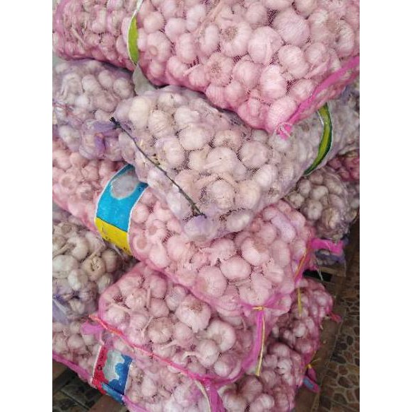 

Terlaris Bawang putih sinco kualitas super