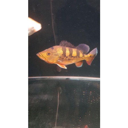 PEACOCK BASS MONOCULUS GM/ PBAS MONO 25cm
