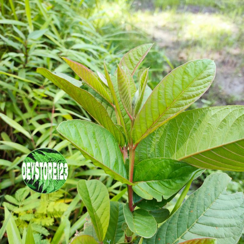 

jual daun jambu biji muda segar berat 500 grm