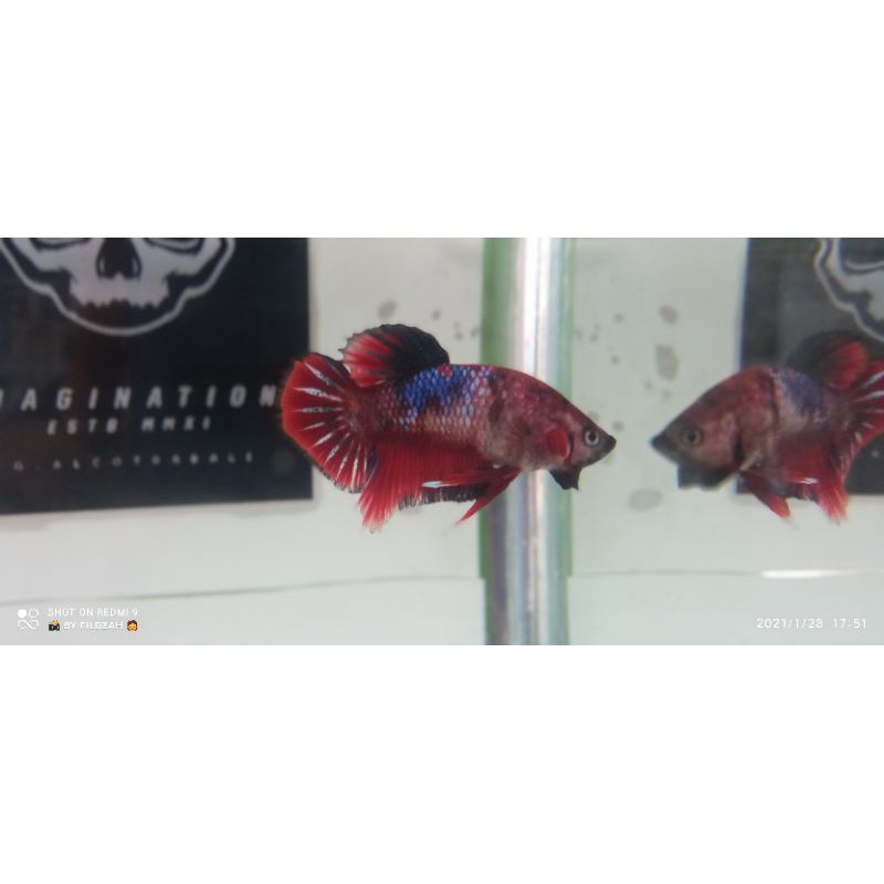 

ikan cupang red koi