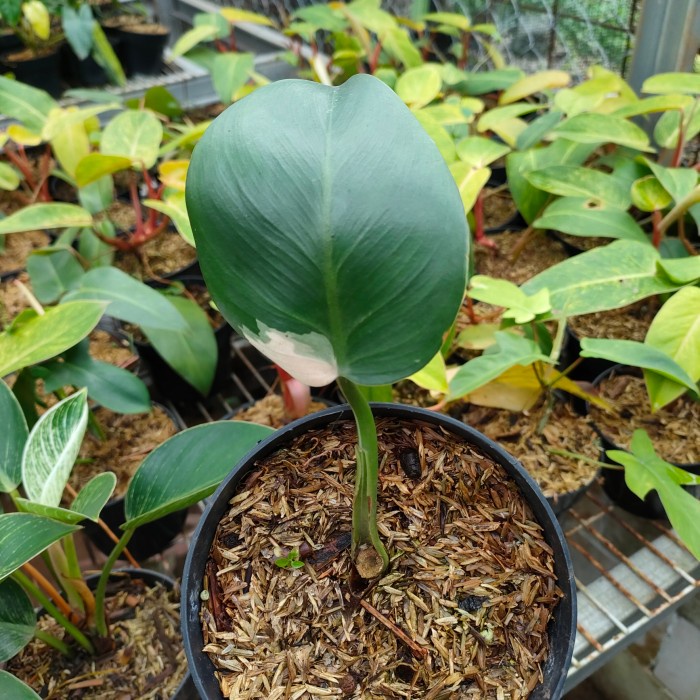 Philodendron white wizard