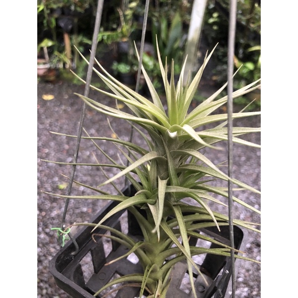 Tillandsia Bergeri anak 3