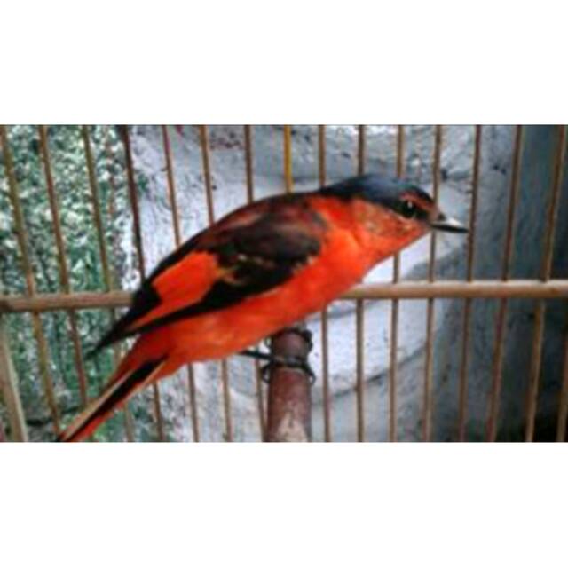 Burung Sepah Murai Api Penganten Super Shopee Indonesia
