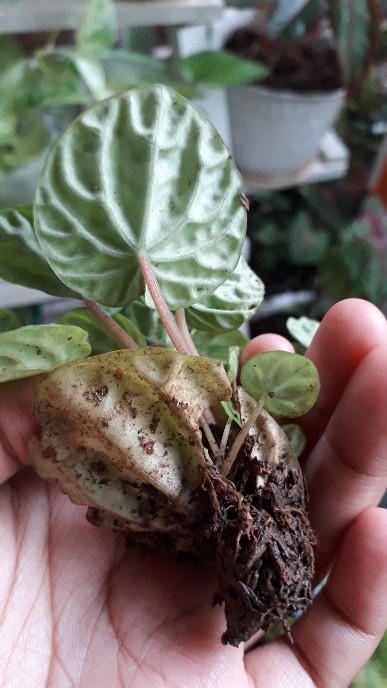 Tanaman Hias Paperomia Caperata Hijau