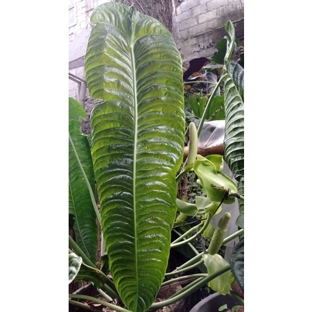Anthurium veitchii original seedling