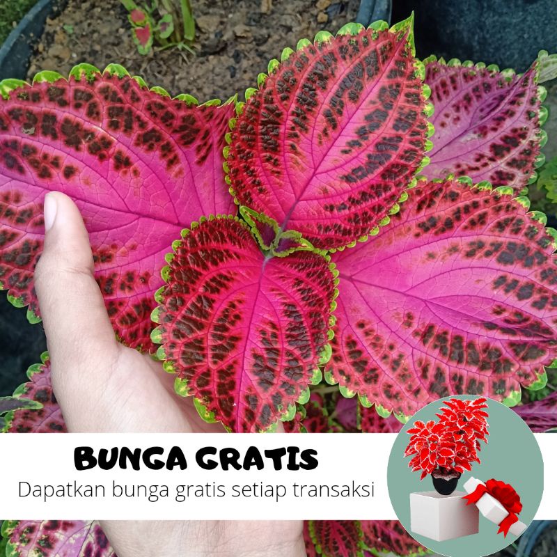 BUNGA MIANA / MIANA STEK / MIANA HIDUP / BUNGA HIDUP / MIANA MURAH / MIANA PREMIUM / BIBIT MIANA