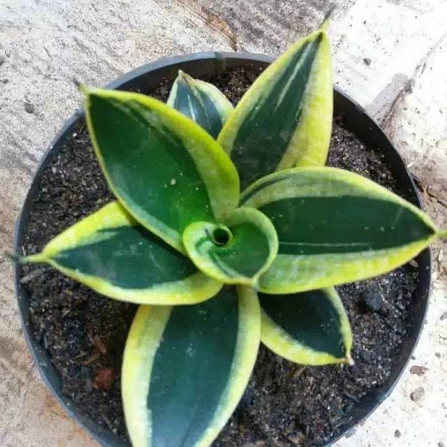 Tanaman hias sansivera golden mini - lidah mertua golden mini - pagoda