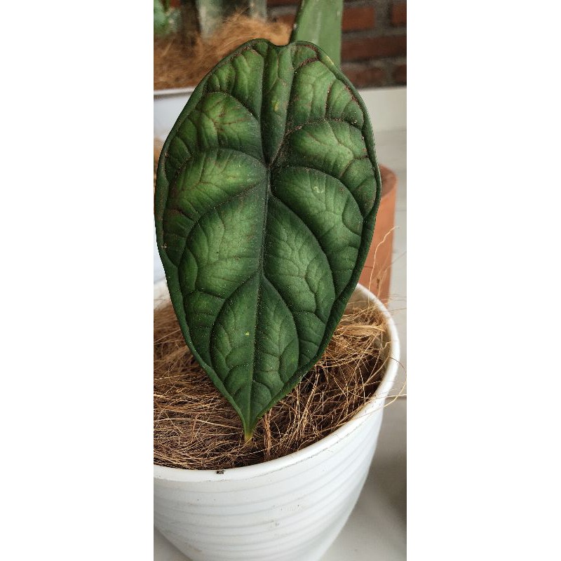 Alocasia dragon scale silver / Keladi tengkorak bonggol dan  1 daun