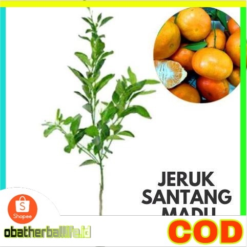 Bibit Jeruk Santang Madu Pohon Jeruk Santang Madu