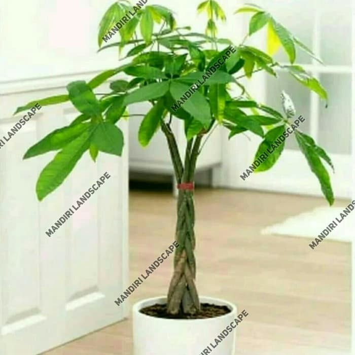 Tanaman Hias Pachira Aquatica Kepang  - Pohon Keberuntungan