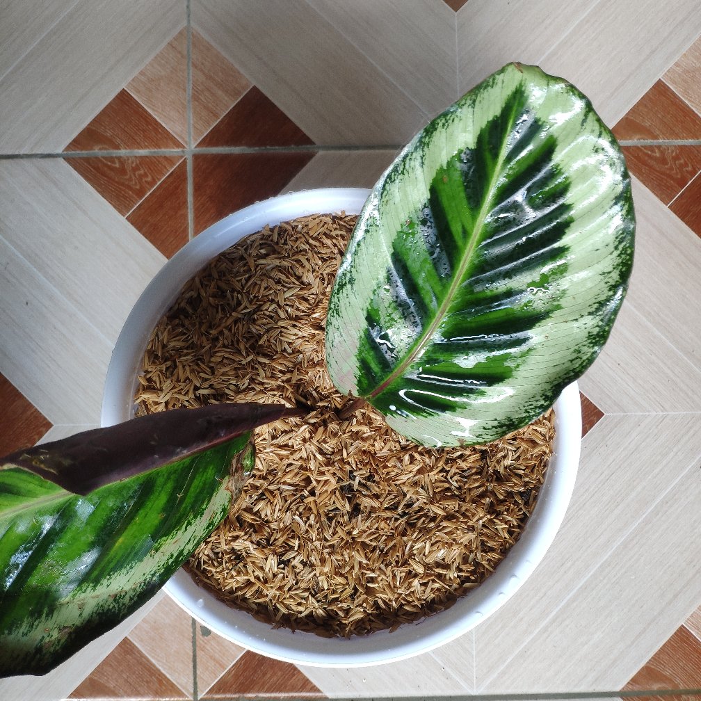 Tanaman Hias Calathea Angela Import